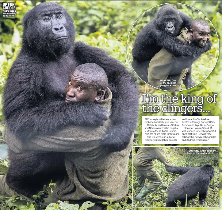  ??  ?? UP FUR CUDDLE Andre gets a welcome hug as he visits PLAYFUL One of the apes has piggyback ride TOUCHING Andre is led by hand as they go for stroll