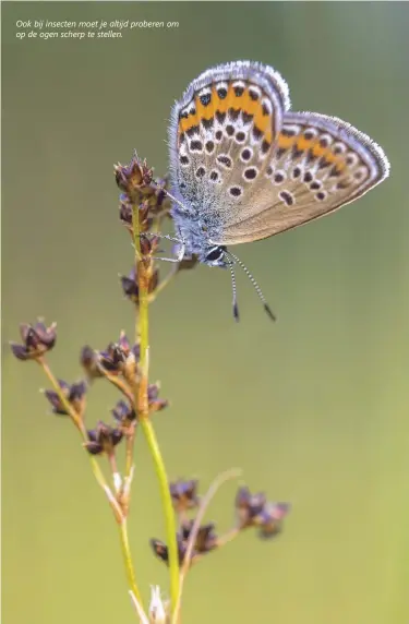  ??  ?? Ook bij insecten moet je altijd proberen om op de ogen scherp te stellen.