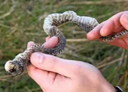  ??  ?? The adder sheds its skin in a process called ecdysis. They may go for a swim to loosen it or rub against a rock to rip the old skin.