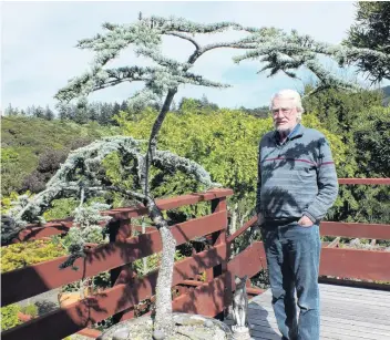  ?? PHOTOS: GILLIAN VINE ?? Tree tale . . . Brian Tidmarsh by the blue cedar that landed him in hospital.