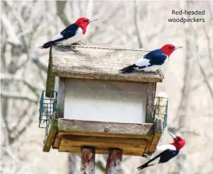 ??  ?? Red-headed woodpecker­s