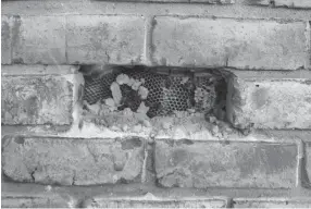  ?? DAVID GLOVER ?? The first brick is removed revealing part of the honeycomb.