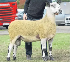  ??  ?? This Bluefaced Leicester from J Wight & Sons, Biggar, sold for £12,000.