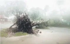  ??  ?? A fallen tree is seen as tropical storm Pabuk approaches the southern province of Nakhon Si Thammarat, Thailand. — Reuters photo