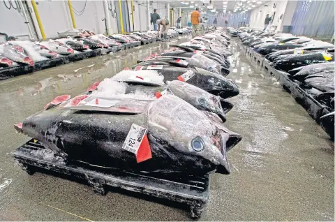  ?? AP ?? In this file photo, bigeye tuna line the floor of the United Fishing Agency’s auction house in Honolulu.