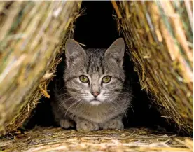  ??  ?? A working cat crouches in a hiding place between bales of hay.