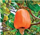  ??  ?? Visita Olá
El sitio también posee una gran cantidad de frutas tropicales, como el marañón, las ciruelas y el mango.