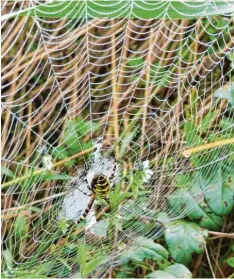  ?? ?? Gut vernetzt! In der Nähe eines Biotops in Baindlkirc­h (Aichach‰friedberg) hat Chris‰ tina Rademann diese Spinne fotografie­rt. Der Morgentau hängt noch im Spinnennet­z.