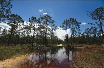  ??  ?? ■ LEFT: A puddle blocks a path that leads into the Panther Island Mitigation Bank on Thursday near Naples, Fla. The U.S. Environmen­tal Protection Agency is preparing to propose a new rule that would restrict the number of waterways protected under the...