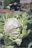  ??  ?? MELISSA PETERSEN Cabbage has been a favored vegetable for a millennium or more in part due to its fantastic storage properties.