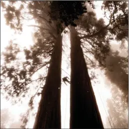  ?? (File Photo/AP/Noah Berger) ?? Climbing assistant Lawrence Schultz ascends the Three Sisters sequoia tree Oct. 26 during an Archangel Ancient Tree Archive expedition to plant sequoia seedlings in Sequoia Crest, Calif.