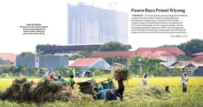  ?? GUSLAN GUMILANG/JAWA POS ?? YANG DITUNGGU: Kelompok tani Sri Lestari pimpinan Kamsur yang mengelola 33 hektare sawah melakukan panen raya kemarin (23/3).