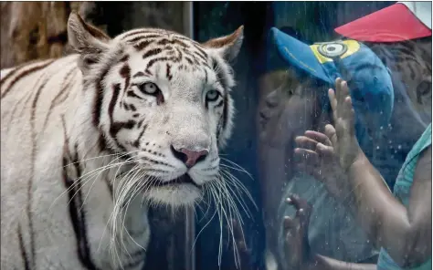  ?? REUTERS ?? A child tries to kiss Civa Sumac, a White Bengal Tiger, winner of the ‘La Garra de Oro’ (The Golden Claw) contest at the Huachipa Zoo in Lima, Peru on Friday. “We are proceeding side by side ... and advancing at the same level. This is a very important...