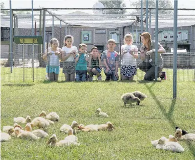  ?? Get nose to beak with ducklings this may half term at WWT Martin Mere Wetland Centre ??