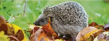  ?? Foto: Karl-Josef Hildenbran­d, dpa ?? Penibel gepflegte Gärten ohne Gestrüpp oder Reisighauf­en machen Igeln das Leben schwer. Gut ist es also, einen Laubhaufen liegen zu lassen. Bietet man dem Igel Nahrung an, muss man einige Dinge beachten.