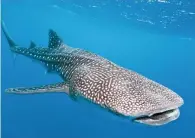  ?? Tribune News Service ?? A whale shark from Maldives, in the Indian Ocean