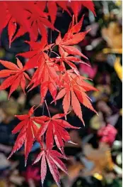  ??  ?? Acer palmatum capătă toamna o culoare de care te îndrăgoste­ști.