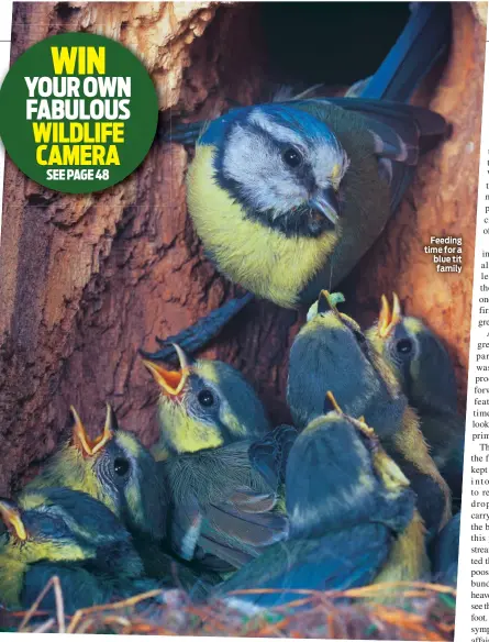  ??  ?? Feeding time for a blue tit family