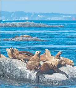 ?? YVES A. TROTTIER ?? A sea lion herd. Some scientists dispute that the growing numbers of seals and sea lions is linked to the decline of salmon in B.C.