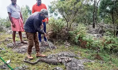 While Indian rock python population dwindles elsewhere across T.N., it ...