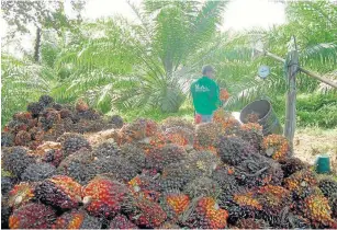  ??  ?? UNA SEMANA en la que no se pueda transporta­r el corozo de la palma aceitera representa alrededor de cuatro mil millones de pesos en pérdidas.