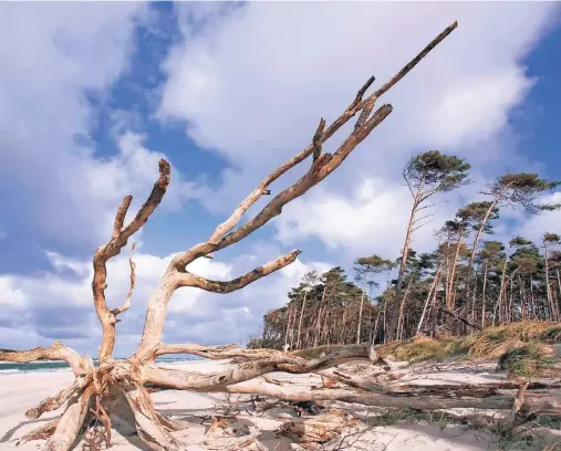  ?? FOTO: THINKSTOCK/SODAPIX SODAPIX ?? Am Darßer Weststrand bleibt alles so, wie die Natur es gestaltet hat. Immer wieder wird er zu den schönsten Stränden Europas gezählt.