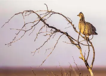  ?? ROBERTO E. ROSALES/JOURNAL ?? A lesser prairie chicken perches on a branch in eastern New Mexico on rancher Mack Kizer’s property just southeast of Portales. The bird’s habitat is threatened by drought, overgrazin­g and energy developmen­t.