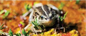  ?? CREDIT: GLENDA CHRISTINA / DESIGN PICS / GETTY IMAGES ?? The wood frog in warmer times.
