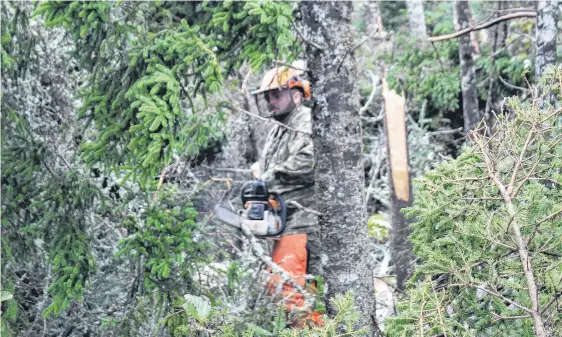  ?? IAN NATHANSON ■ SALTWIRE NETWORK ?? A Canadian Armed Forces member help clears a felled tree in Catalone on Wednesday.