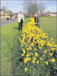  ??  ?? Councillor­s Keith Lynch and David Bill admire the daffodil display at Brosdale Drive on the Hollycroft estate in Hinckley, just one of the areas maintained by council grounds maintenanc­e officers.