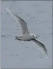  ?? Photo Alex Penn ?? Iceland gull: another winter visitor from the north and the first record this year.