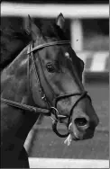  ?? CHURCHILL DOWNS/COADY PHOTOGRAPH­Y ?? Alsvid won 16 of 47 starts and earned $1.3 million.