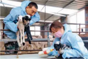  ??  ?? May 22, 2017: A couple, who once worked as migrant workers, take care of their sheep. They have returned to their hometown of Maoshan Village of Zhongtun Town, Guta District in Jinzhou City, Liaoning Province, to start a business raising 1,500 sheep. IC