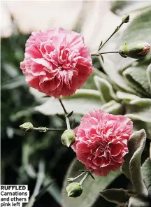  ?? ?? RUFFLED Carnations and others pink left
GHOSTLY