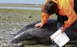  ?? PHOTO: BEN TOMSETT ?? Department of Conservati­on workers, including a vet, comforted the surviving bottlenose dolphin before she was returned to the water just after 2pm.