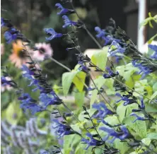  ?? Monrovia Growers ?? Salvia guarantica ‘Black & Blue’ is a popular plant because of its stunning pairing of dark, rich color.