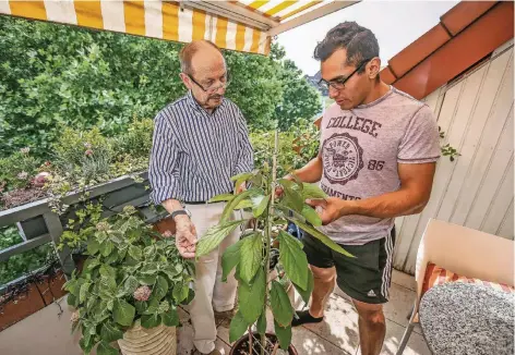  ??  ?? Der Sportstude­nt Jorge Velasco Lopez kümmert sich um die Pflanzen auf Wolfgang Hardenacke­s Balkon. Die Avocadopfl­anze brachte er mit.