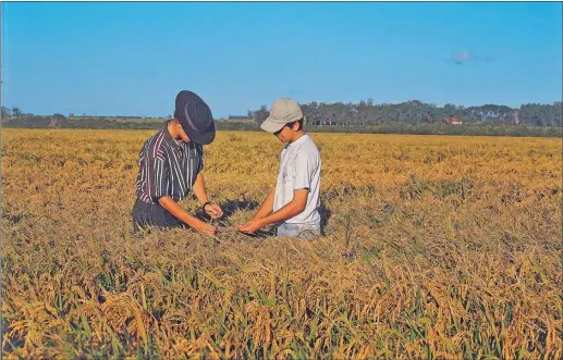  ??  ?? CRISIS. El área sembrada con arroz en Corrientes pasó de 104 mil hectáreas con 300 plantadore­s a 94 mil hectáreas y 100 plantadore­s.