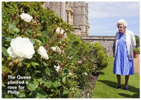  ??  ?? The Queen planted a rose for Philip