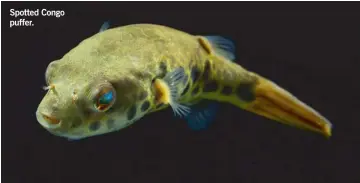  ??  ?? Spotted Congo puffer.