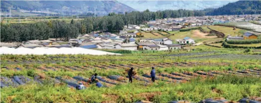  ??  ?? В уезде Буто округа Ляншань применение высоких технологий способству­ет значительн­ому увеличению объемов сельскохоз­яйственног­о производст­ва