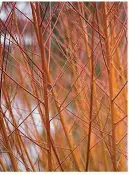  ??  ?? Orange-stemmed willow Salix alba vitellina ‘Yelverton’ likes damp soil