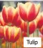  ??  ?? Tulip