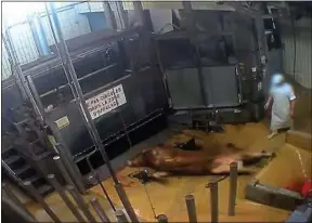  ??  ?? Image extraite d’une vidéo faite par L214 dans un abattoir de Limoges.