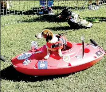  ?? Lynn Atkins/The Weekly Vista ?? Ruby won the costume contest with her "beer drinking, kayak fisherman" costume. She often kayaks when her owners go out to fish, Melissa Kyle said, so she knows to say in the boat. In this case, the boat is actually a cooler, she said.