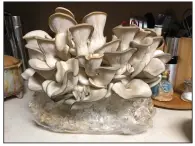  ?? (Arkansas Democrat-Gazette/Celia Storey) ?? Oyster mushrooms rapidly mature and fill the room with a pleasantly earthy fragrance.