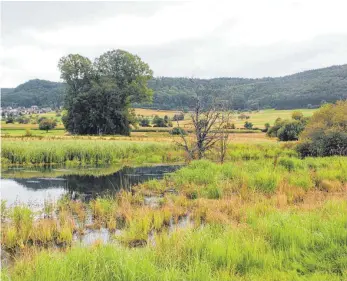  ?? FOTO: JULIA BRUNNER ?? Da der Biber das Wasser staut, tritt das meterweit über das Ufer des Faulenbach.