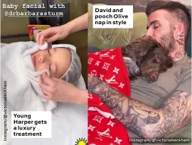  ?? Instagram/@victoriabe­ckham ?? Young Harper gets a luxury treatment David and pooch Olive nap in style