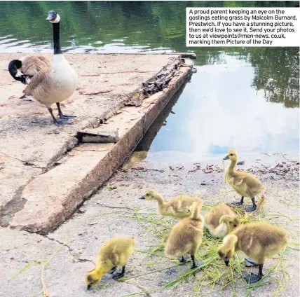  ??  ?? A proud parent keeping an eye on the goslings eating grass by Malcolm Burnard, Prestwich. If you have a stunning picture, then we’d love to see it. Send your photos to us at viewpoints@men-news. co.uk, marking them Picture of the Day