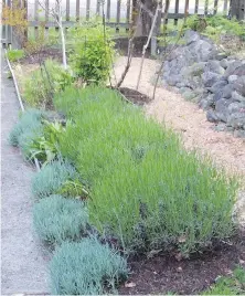  ??  ?? A space at the bottom of this bed of ‘Phenomenal’ lavenders will accommodat­e new fernleaf lavenders nicely.